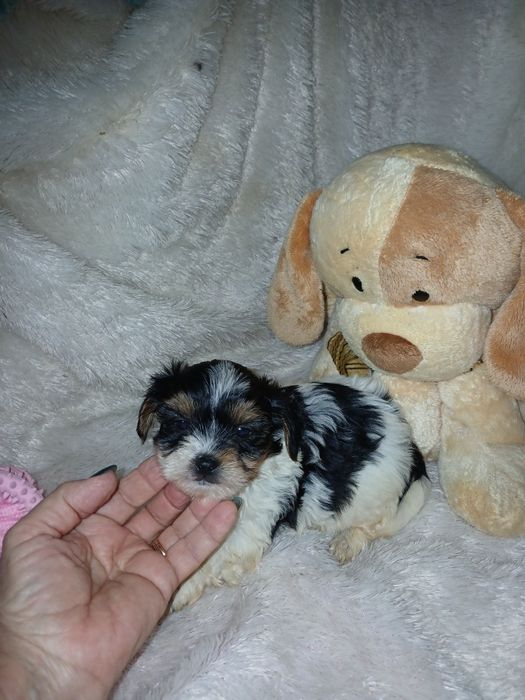 Biewer Terrier Fêmea Com Lop Criadora Registada PT 3088 FL