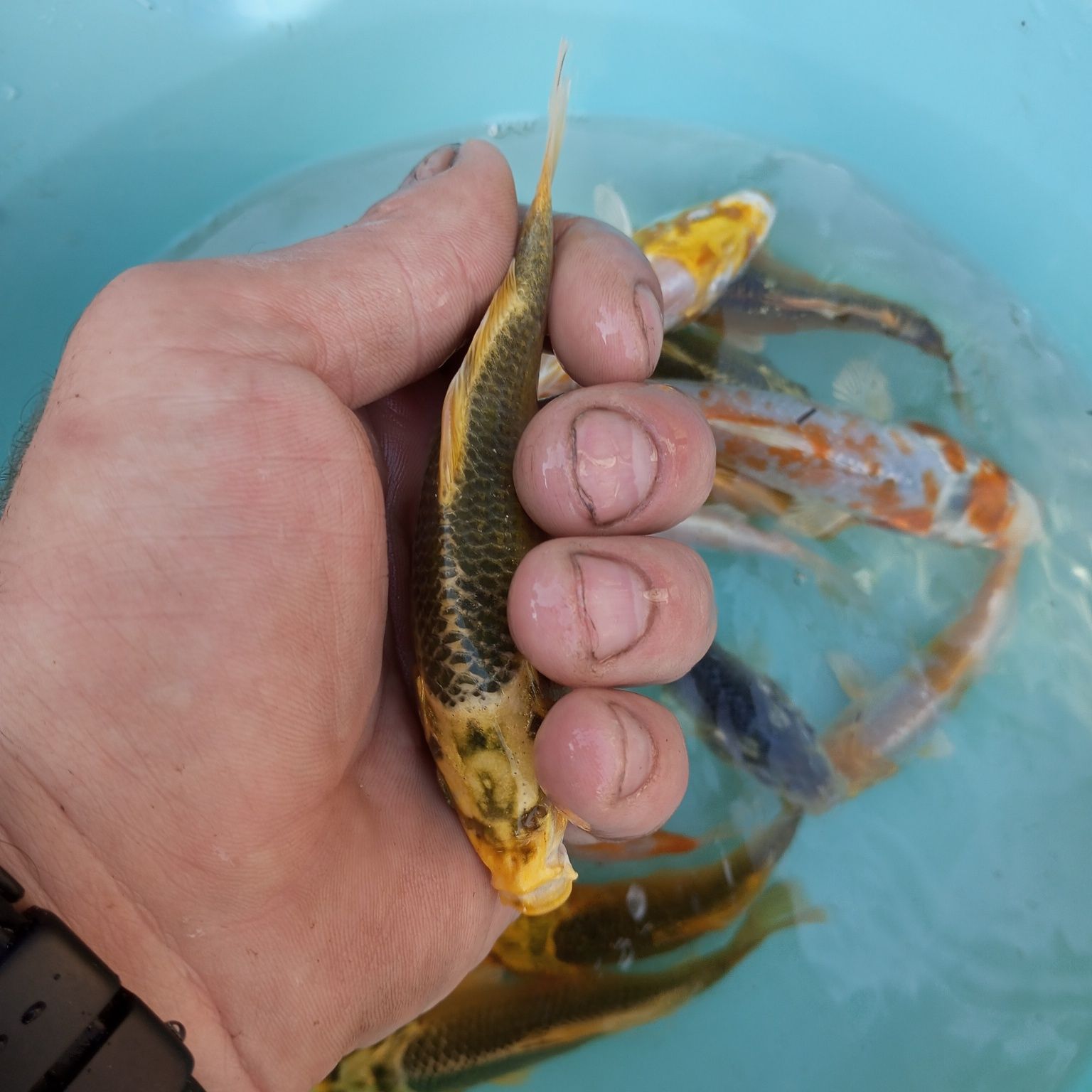 Karp Koi w sprzedaży