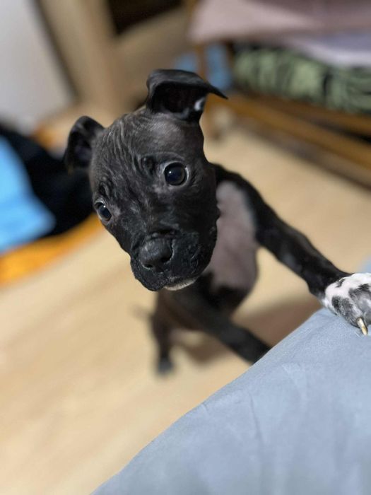 Suczka amstaff Bulinka