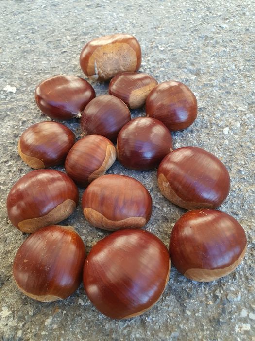 Castanhas de ótima qualidade