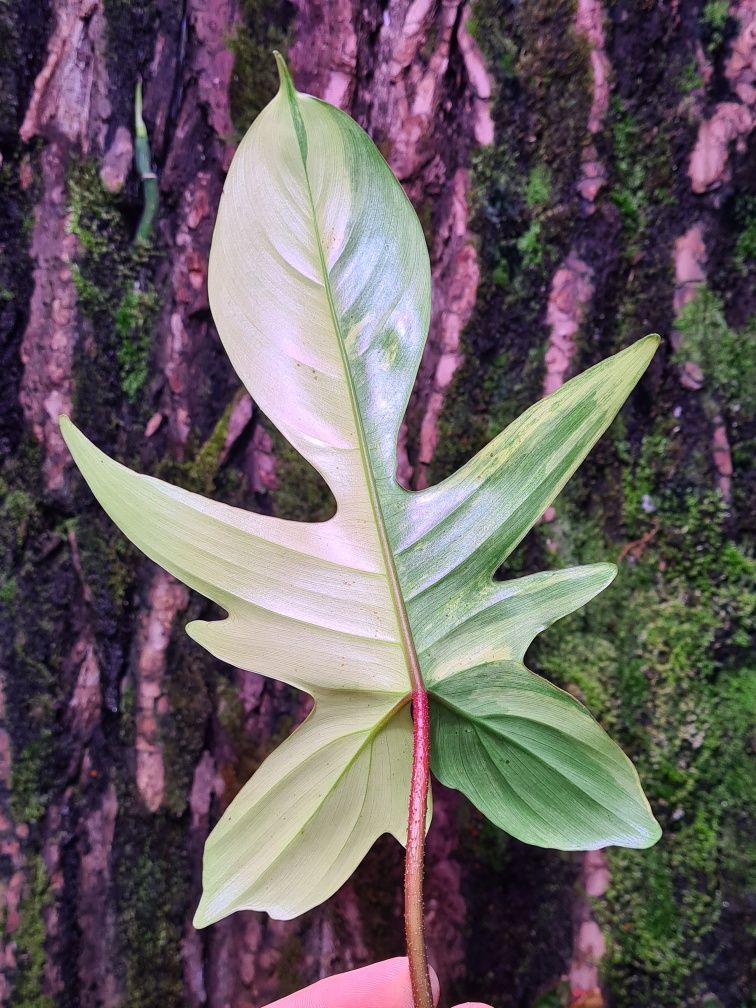 Philodendron florida beauty variegata