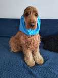 Nowy wodoodporny snood dla psa z długimi uszami Cocker spaniel cavalie