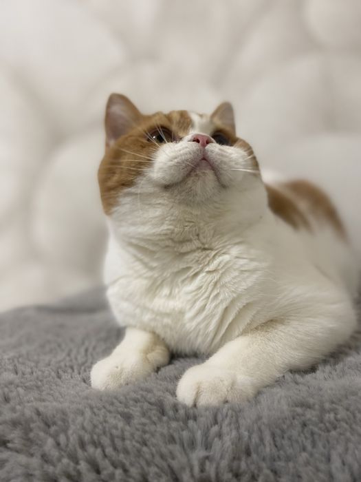 Kocurek brytyjski FPL/FIFE 7 m. Możliwa opcja hodowlana