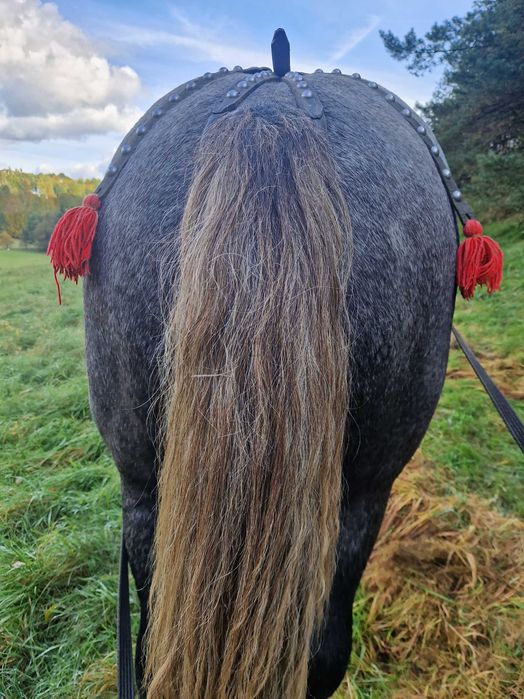 Sprzedam Ogierka Zimnokrwistego 16 Miesięcy Szpak