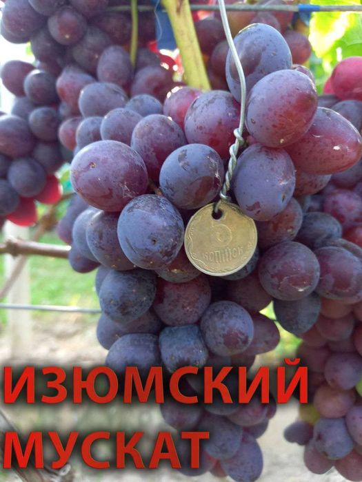 саженцы винограда