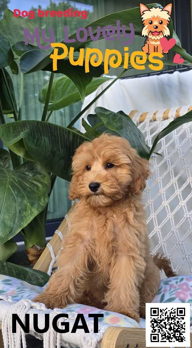 Cavapoo śliczny chłopiec  Nugat