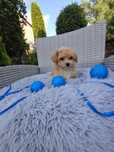 Uroczy Piesek Maltipoo XS