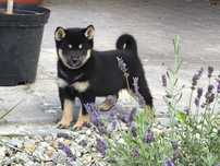 Shiba inu suczka