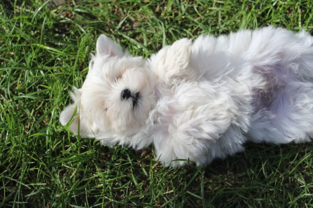 Mini suczka Maltańczyk