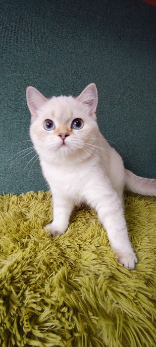 Szkocka koteczka szynszyla point wcf