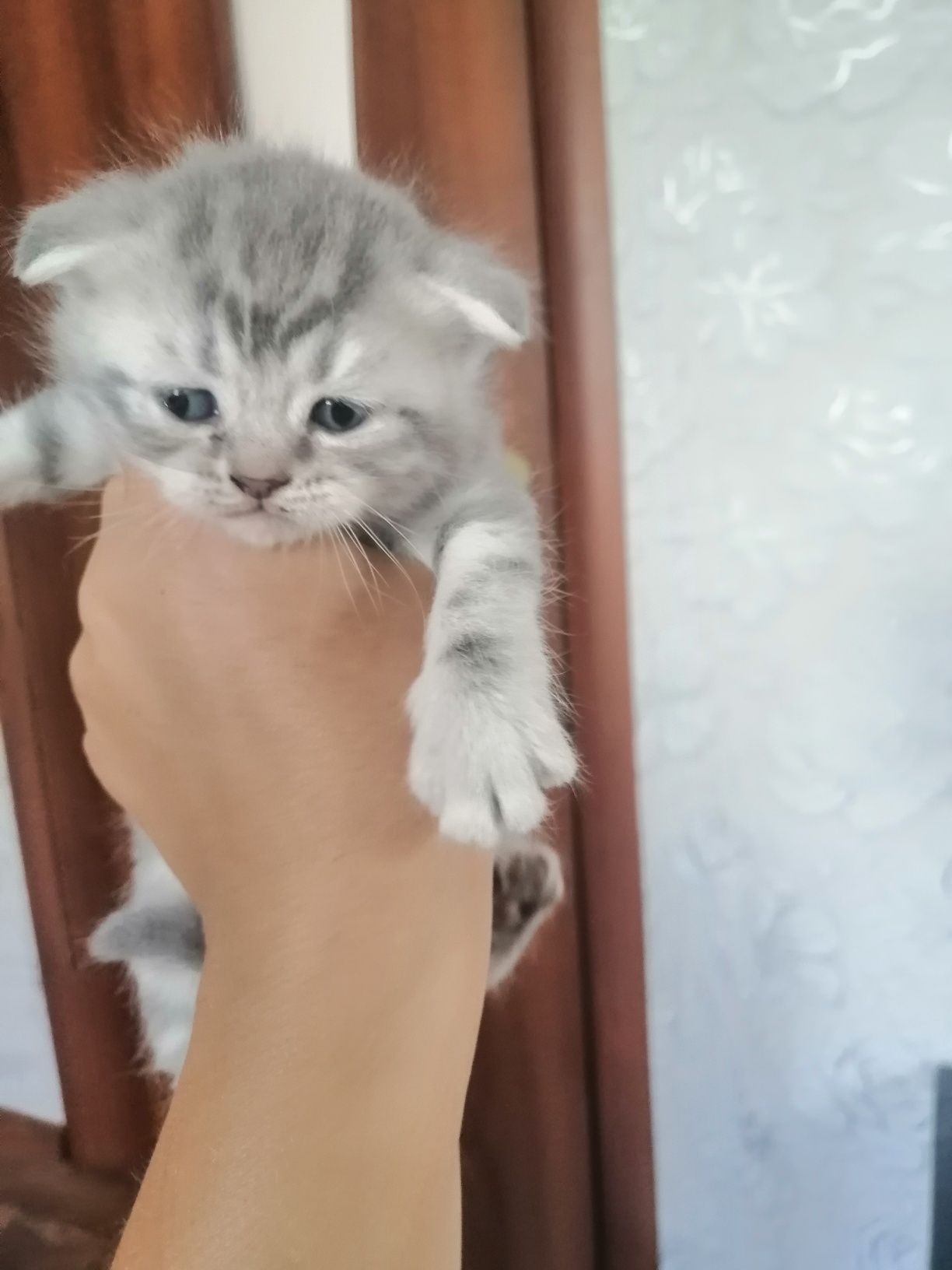 Шотландська висловуха