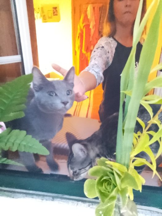 Gatos para doacao