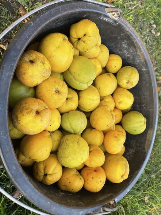 Owoce pigwowca japonskiego 5 kg