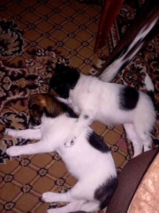 Віддаю цуценят.Джек расл/той терьер