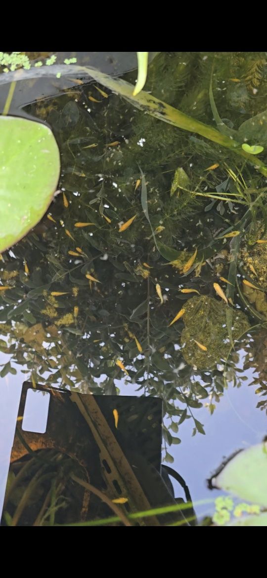 Carpa koi Bebé 1 mês de idade.