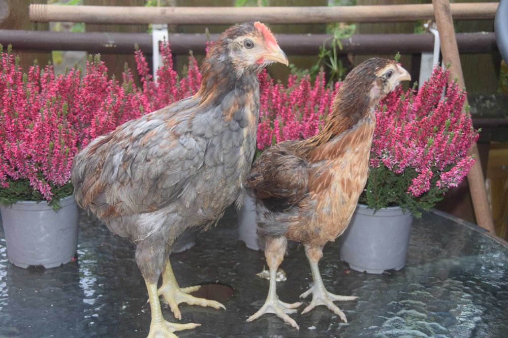 ARAUCANY - młode pary.