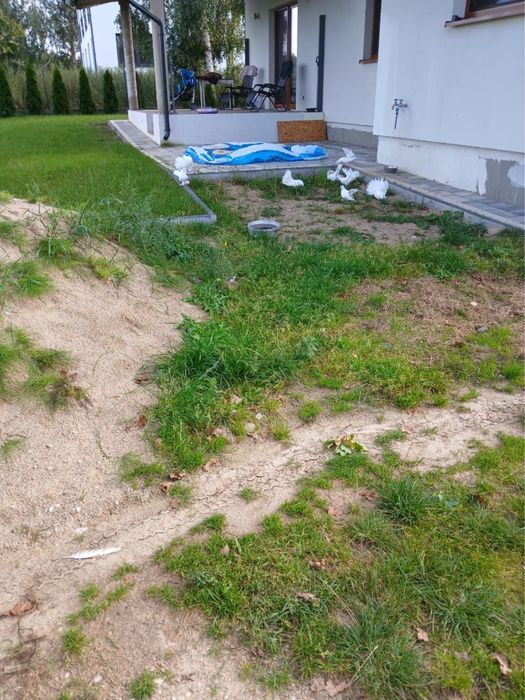 Gołębie pawie kaczuny