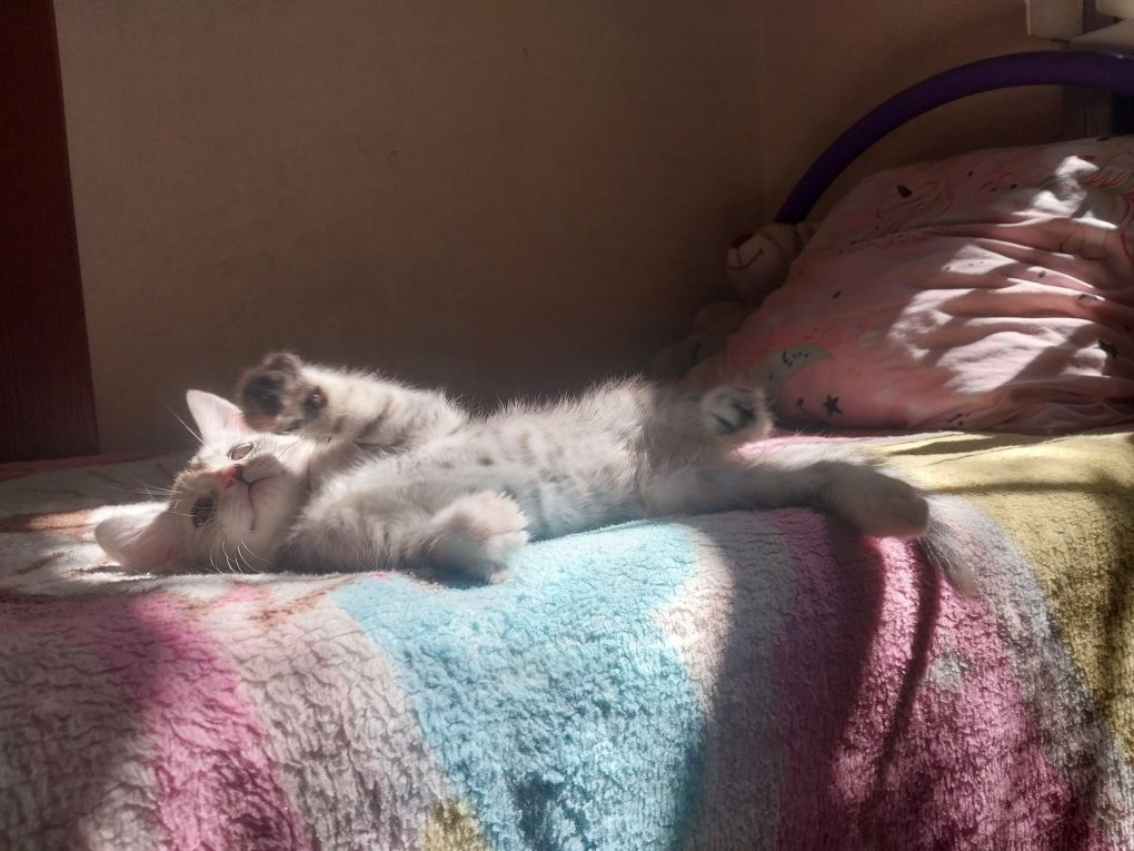 Котёнок девочка в хорошие руки