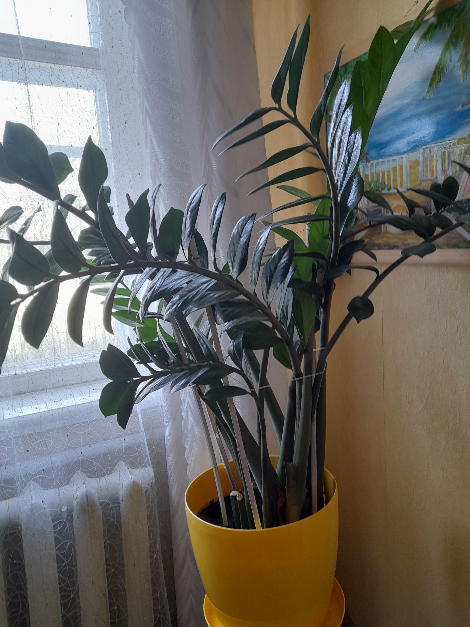 Растения для офиса,большие и красивые