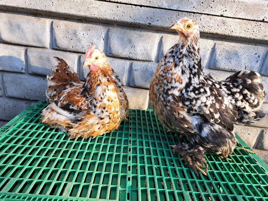 Silki i Kochiny Miniaturowe