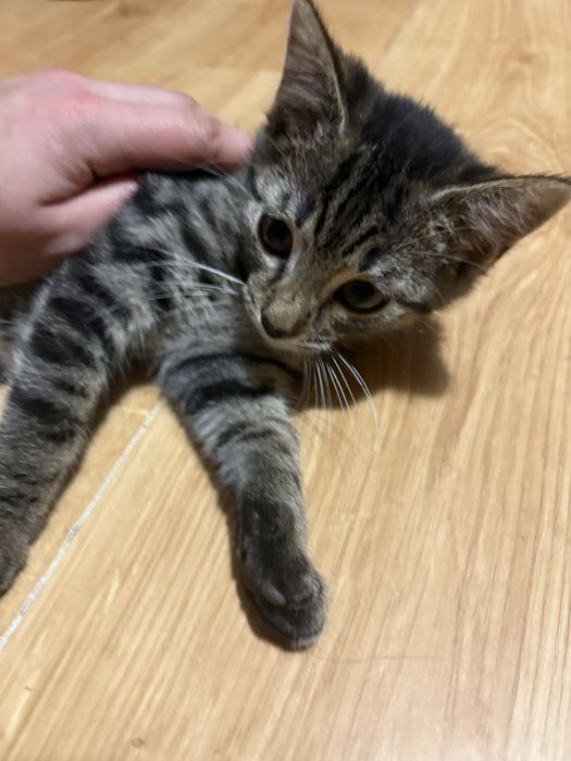 Młodziutka kotka szuka domu