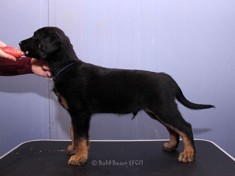 Nagi pies meksykański xolo xoloitzcuintle samiec owłosiony