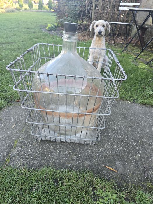 Gąsior , bardzo duźy