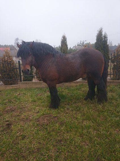 Koń ogier zimnokrwisty