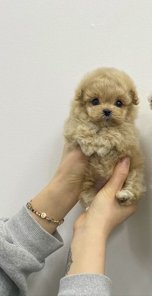 Caniche Toy Macho Apricot