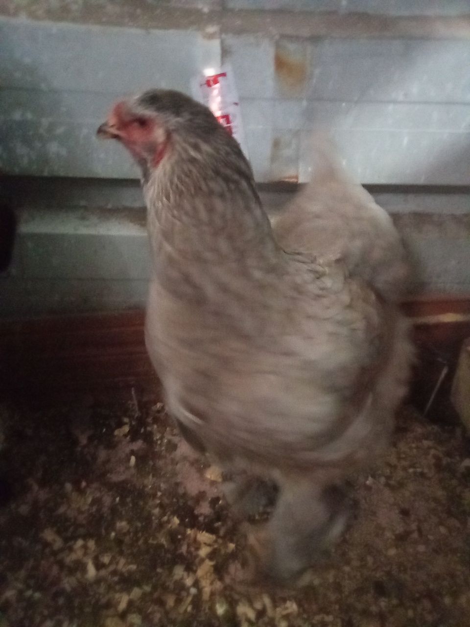 Ovos Brahma azul ,buff, light e dark