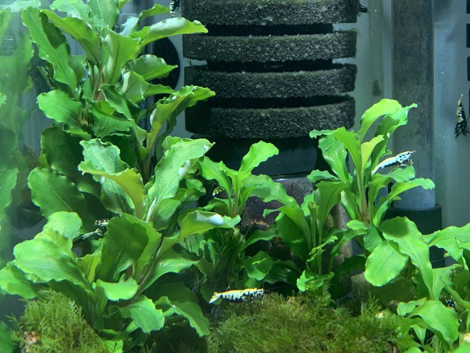 Bucephalandra roslina akwariowa do krewetkarium
