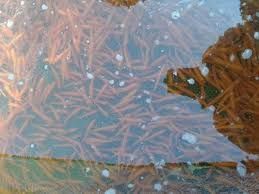 Narybek Ryby Złota Orfa Bardzo Aktywna Wysyłka Narybek24.pl