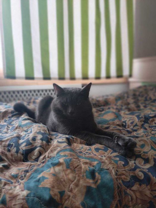 Кіт на в'язку, 1 рік, британець. Звуть Усик