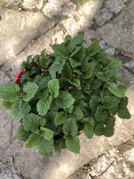 Biały fiołek do kolekcji kwitnących