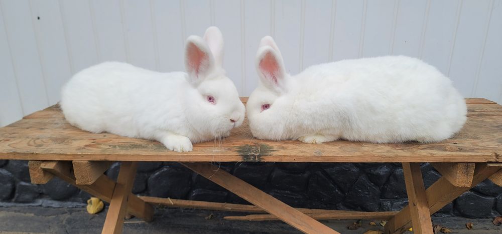 Кролик Новозеландець білий  самець