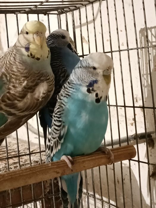 3 fêmeas piriquitos ingles