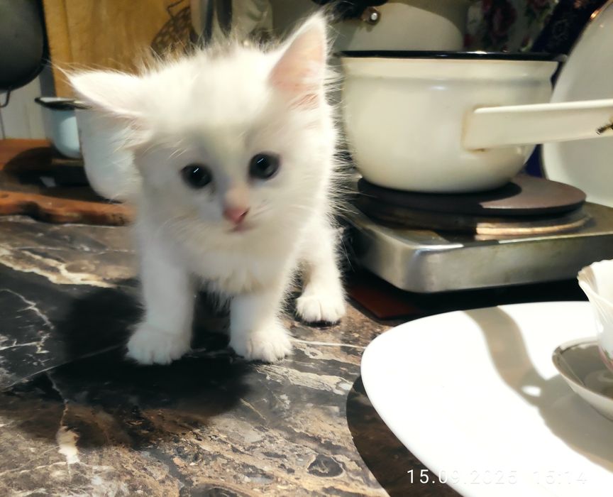 Котики турецкая ангора,