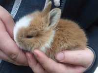 Sprzedam królika miniaturkę