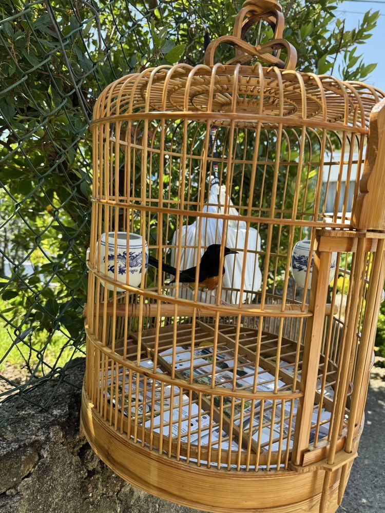 Shama copsychus malabaricus