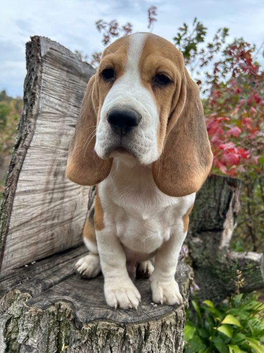 Бігль 4 місяці. Клубний, чіпований, щеплений