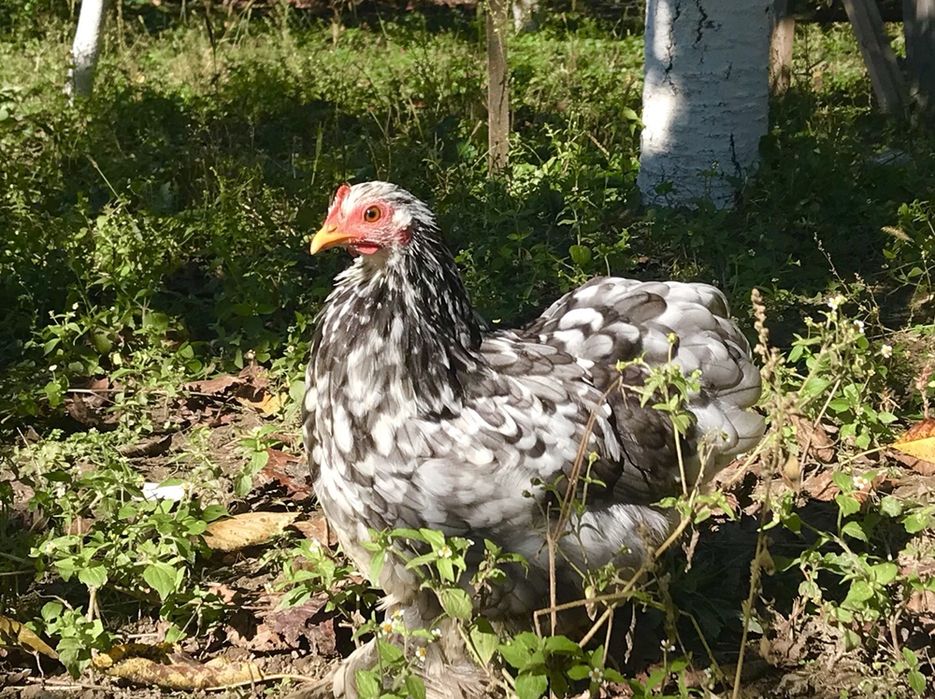 Півник карликовий Кохінхін, курчата, яйця