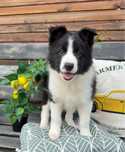 2 miesieczny piesek Border Collie