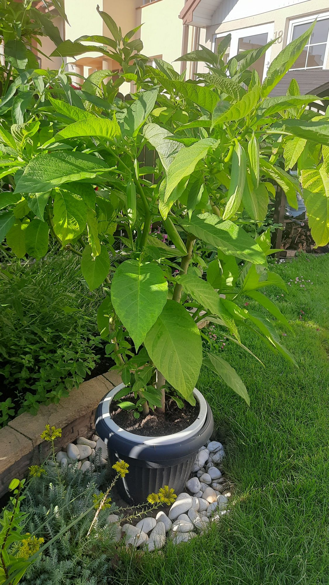 Kwiat datura około 150 cm