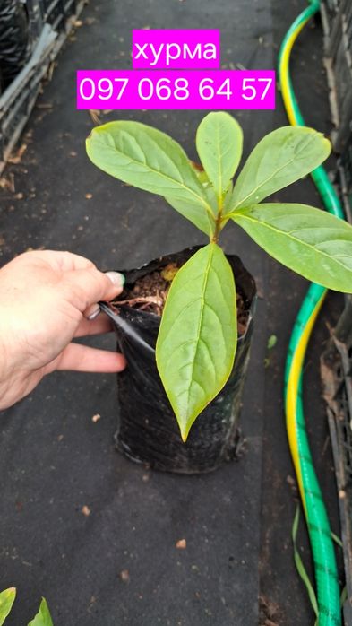 Хурма саджанці. Комплект 3 шт. Морозостійкі. Солодкі .