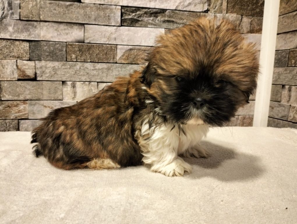 Piękny piesek shih tzu gotowy do odbioru