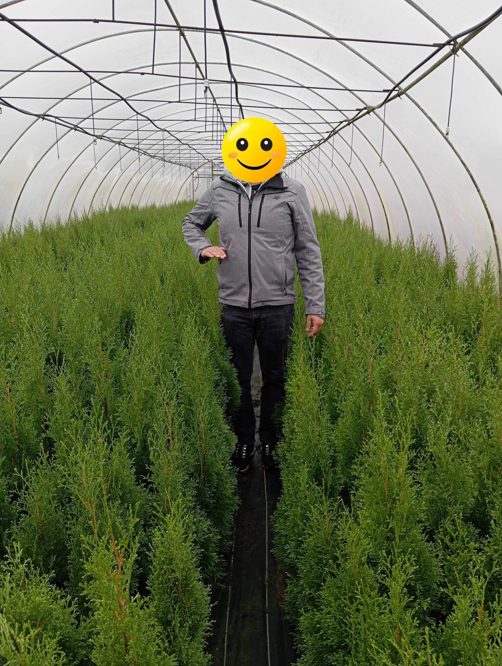 Tuja Thuja Szmaragd 70-80 cm doniczka wysyłka