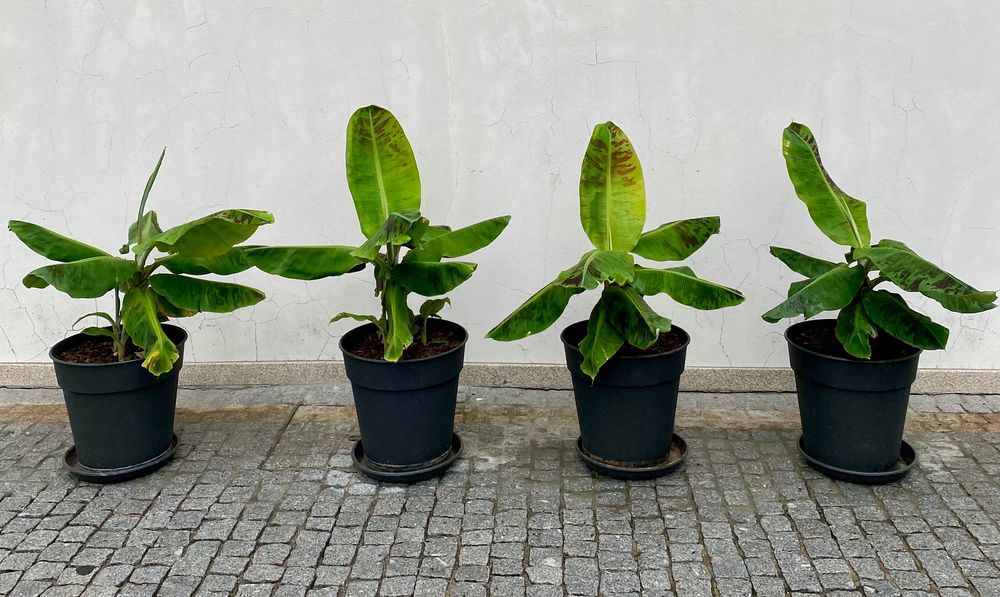 Bananeiras „Musa Dwarf Cavendish“ (4 disponíveis, com rebentos)