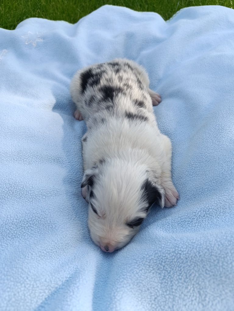 Border Collie Piesek Blue Merle