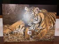 Obraz z Tygrysami
