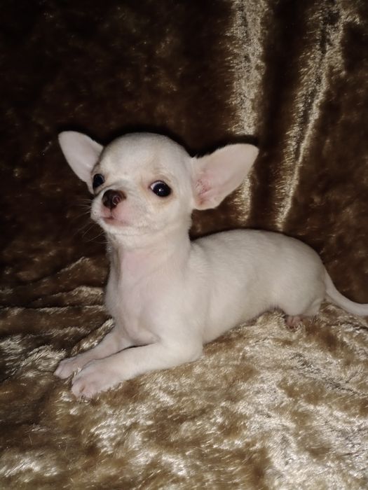 Міні дівчинка чихуахуа